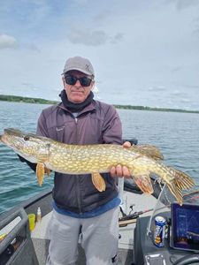 Northern Pike