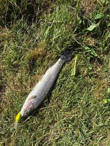 Rainbow Trout