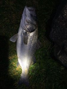 European Bass (Seabass)