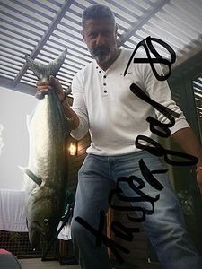 Bluefish