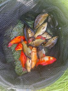 Goldfish