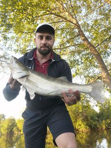 Zander