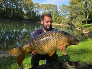 Common Carp