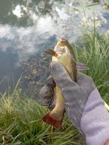 Black Bullhead