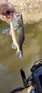 Largemouth Bass