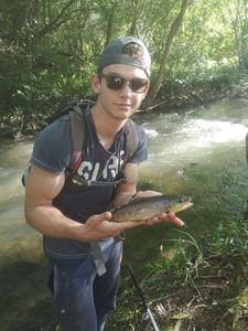 Brown Trout