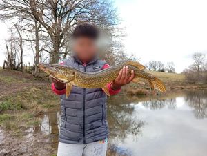 Northern Pike