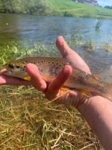 Brown Trout