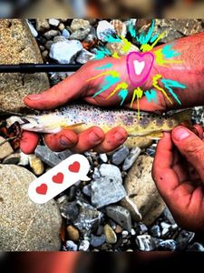 Brown Trout
