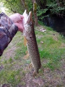 Northern Pike
