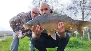 Common Carp