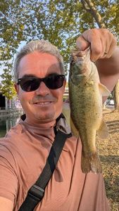 Largemouth Bass