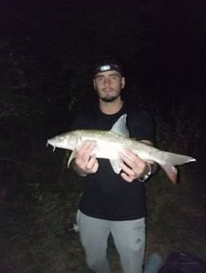 Barbel