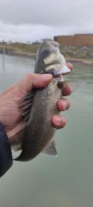 European Bass (Seabass)
