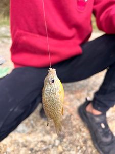 Green Sunfish