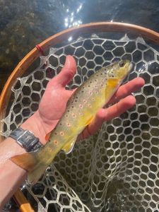 Brown Trout
