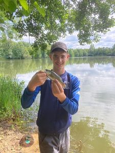 Largemouth Bass