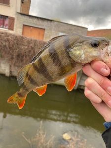 European Perch