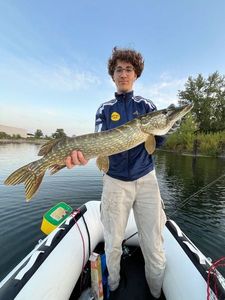 Northern Pike