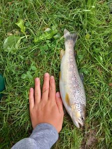 Brown Trout