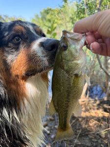 Largemouth Bass