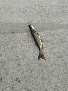 Pikeminnow