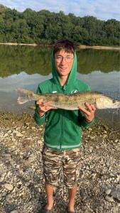 Zander