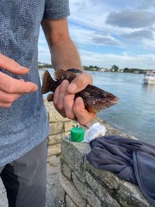 Ballan Wrasse