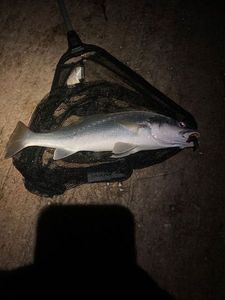 Meagre