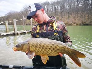 Common Carp