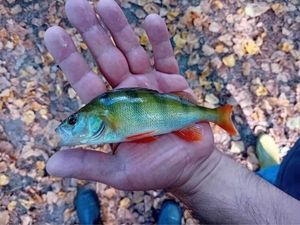 European Perch