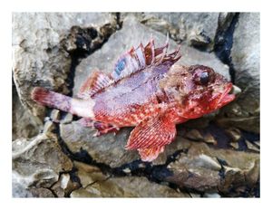 Red Scorpionfish