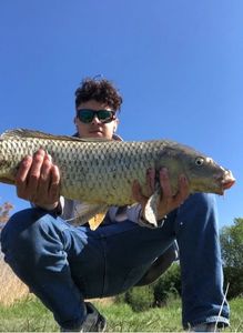 Common Carp