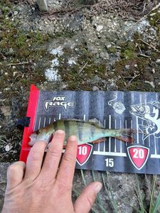 European Perch