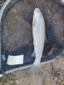 Rainbow Trout