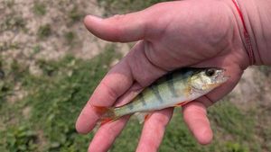 European Perch