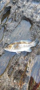 Ballan Wrasse