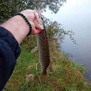 Northern Pike fångad av Boris Gerard