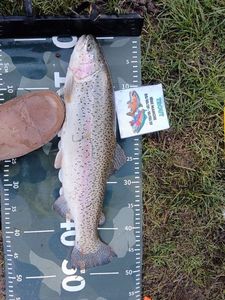 Rainbow Trout