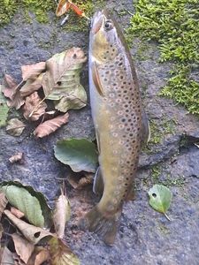 Brown Trout