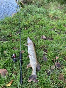 Northern Pike