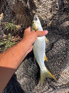 Flathead Grey Mullet