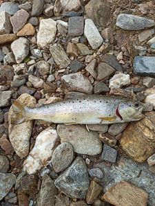 Brown Trout