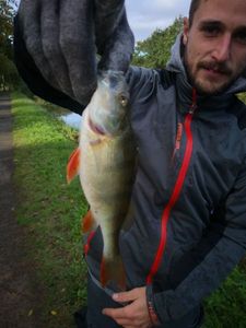 European Perch