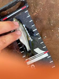 Roach