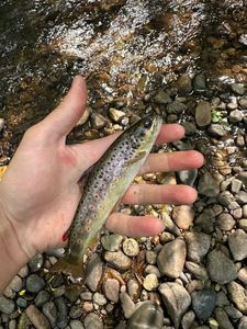 Brown Trout