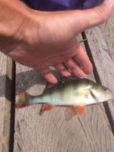 European Perch