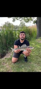 Zander