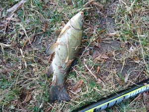 Tench