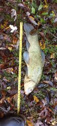 Tench